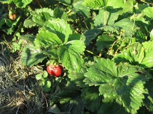 Hoe om te gaan met aardbeimijten op aardbeien?