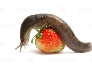 How to deal with slugs on strawberries?