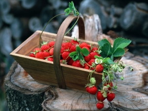 Hoe aardbeien snel van paardenstaarten te reinigen?