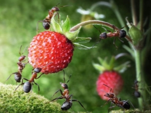 How to get rid of ants on strawberries?