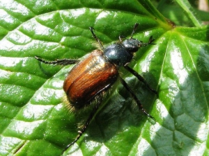 Hoe zich te ontdoen van insecten op aardbeien?