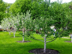 How can you propagate an apple tree?