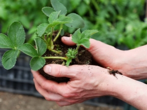 Hoe aardbeien in de zomer naar een nieuwe plek te transplanteren?