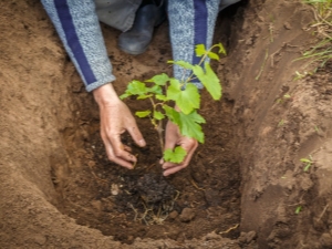 Hoe druiven naar een andere plaats te transplanteren?