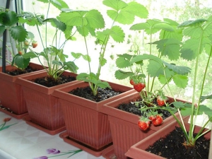 Hoe aardbeien op het balkon te planten en te kweken?