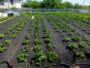 How to plant strawberries under black covering material?