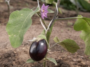 Hoe auberginezaailingen in de volle grond of in een kas planten?