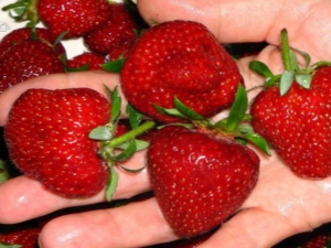 How to increase the yield of strawberries in the open field?