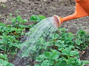 How to water strawberries in the heat?