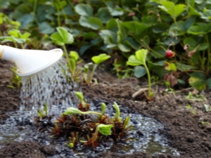 Hoe aardbeien op de juiste manier water te geven?