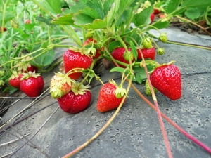 Hoe aardbeien op de juiste manier te planten?