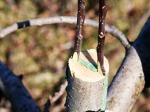 Hoe een appelboom planten?