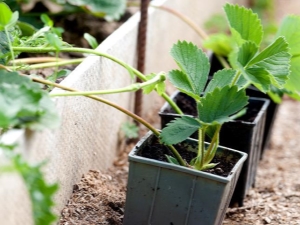 How to plant strawberries with a mustache?