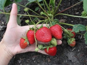 Hoe remontante aardbeien te vermeerderen?