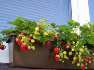 How to grow strawberries at home all year round? 