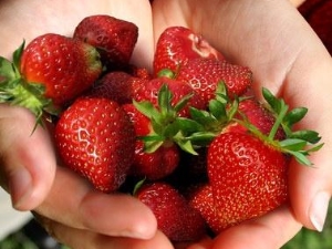 Comment faire pousser des fraises des fêtes ?