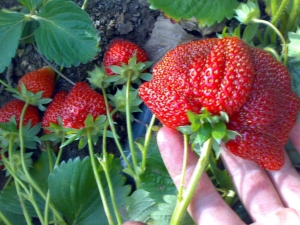 Hoe Roxana-aardbeien telen? 