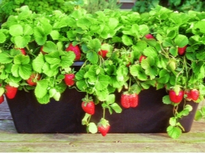 How to grow strawberries?