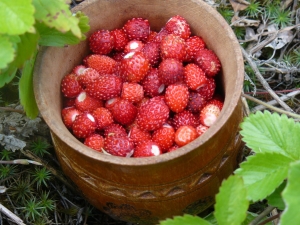 Hoe wilde aardbeien voor de winter invriezen?