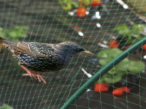 How to protect strawberries from birds?