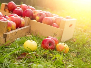 Welke appels zijn gezonder: groen of rood, verschillen in fruitsamenstelling