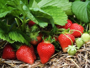 Van welke grond houden aardbeien en hoe bereid je die op de juiste manier voor?