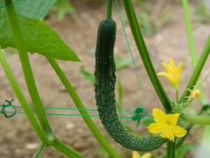 Chinese cucumber: description, types and cultivation