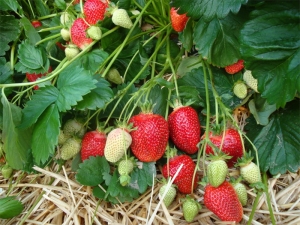 Strawberry Alba: variety description and cultivation features