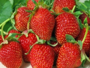 Strawberry Albion: rasbeschrijving, teelt en verzorging