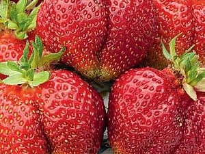 Strawberry Bohemia: variety description and growing tips