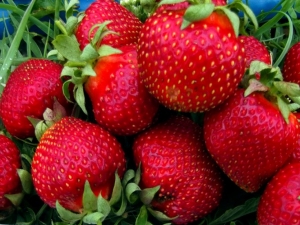 Strawberries Bogota: description and growing tips 