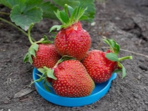 Strawberry Queen: characteristics and features of agricultural technology 