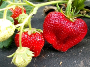 Strawberry Chamora Turusi: rasbeschrijving, planten en verzorgen