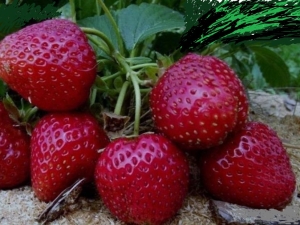 Strawberry Black Prince: description and cultivation technology