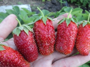 Strawberry Divnaya: rasbeschrijving en kweektips