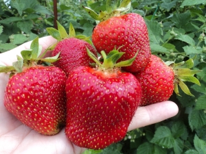 Strawberry Jolie: caractéristiques, plantation et entretien