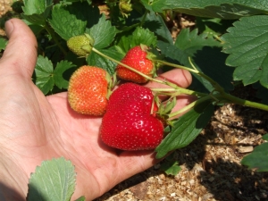 Aardbei Eliane: rasbeschrijving, planten en verzorgen