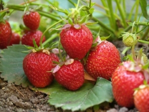 Strawberry Elvira: variety description and cultivation techniques