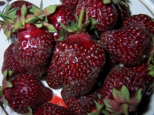 Strawberry Fireworks: rasbeschrijving en teelt