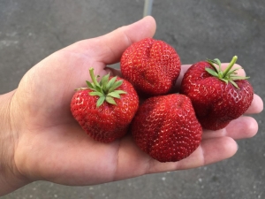 Aardbeienfestival: rasbeschrijving en teeltkenmerken