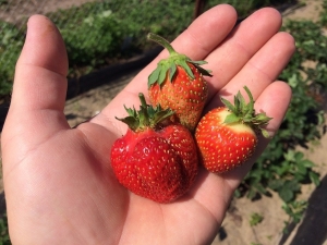 Strawberry Festival kamille: kenmerken van de variëteit en kenmerken van landbouwtechnologie