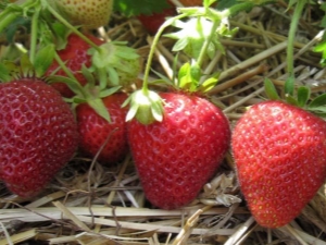 Aardbei Florence: kenmerken, planten en verzorgen