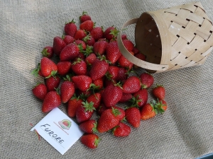 Strawberry Furor: rasbeschrijving en teelt