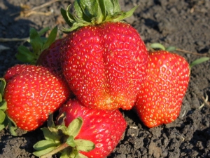 Aardbei Gigantella: rasbeschrijving, teelt en verzorging