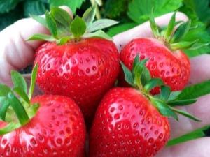 Strawberry Irma: raskenmerken en teelt