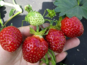 Strawberry Kama: rasbeschrijving en landbouwtechnologie