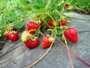 Strawberry Carmen: rasbeschrijving en teelt