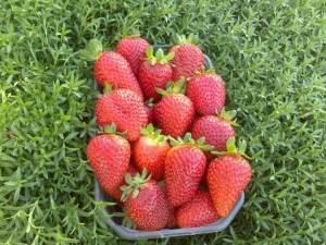 Strawberry Kent: beschrijving en kenmerken van het kweken van een variëteit