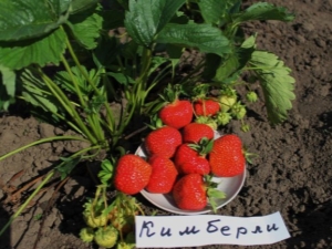 Strawberry Kimberly (Wima Kimberly): kenmerken en teelt