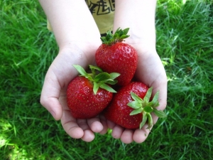 Fraise Cléry : description variétale et techniques de culture